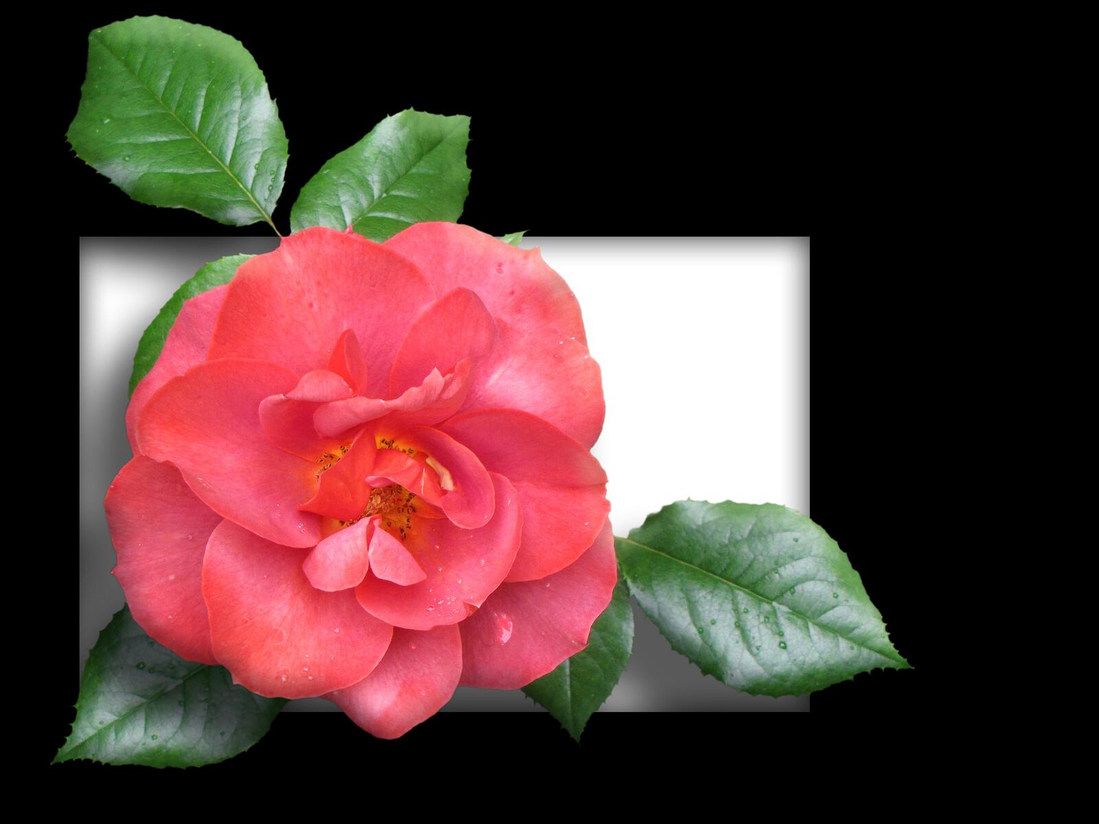 Обои цветы рамки розы на рабочий стол