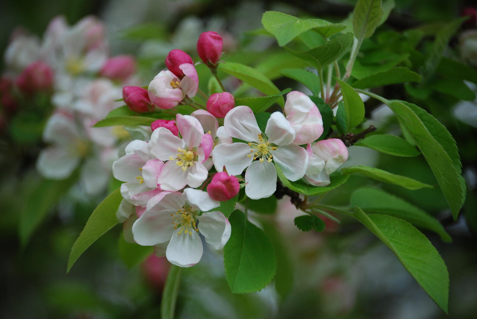 Обои флора весна яблони в цвету на рабочий стол