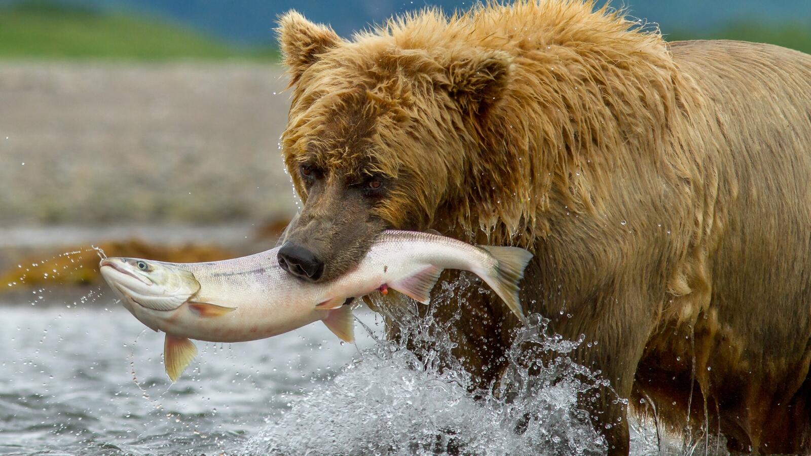 Обои медведь охота рыба на рабочий стол