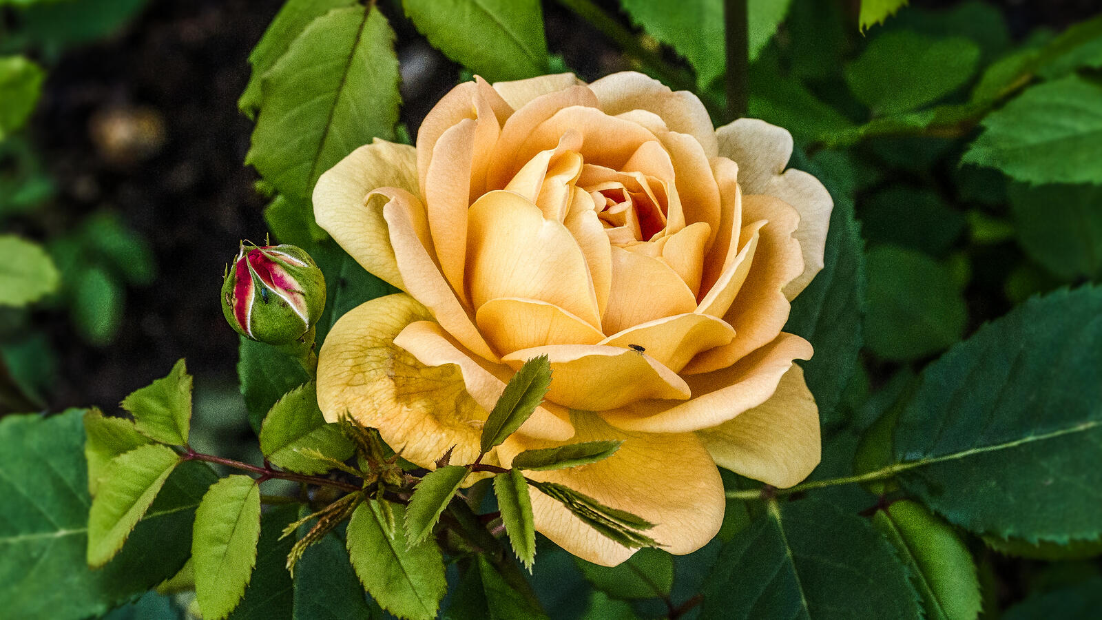 Обои одинокая роза цветы желтая роза на рабочий стол