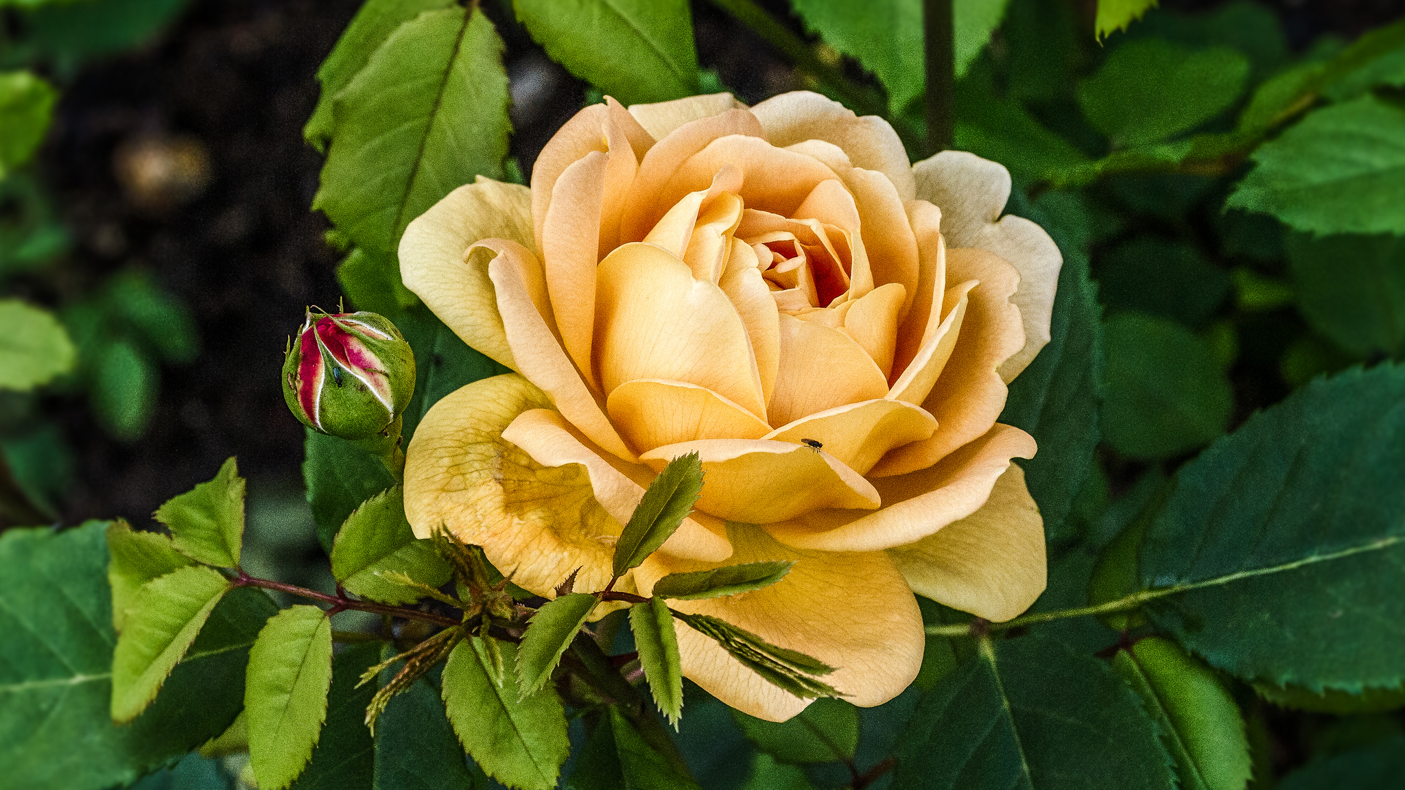 Фото бесплатно одинокая роза, цветы, желтая роза