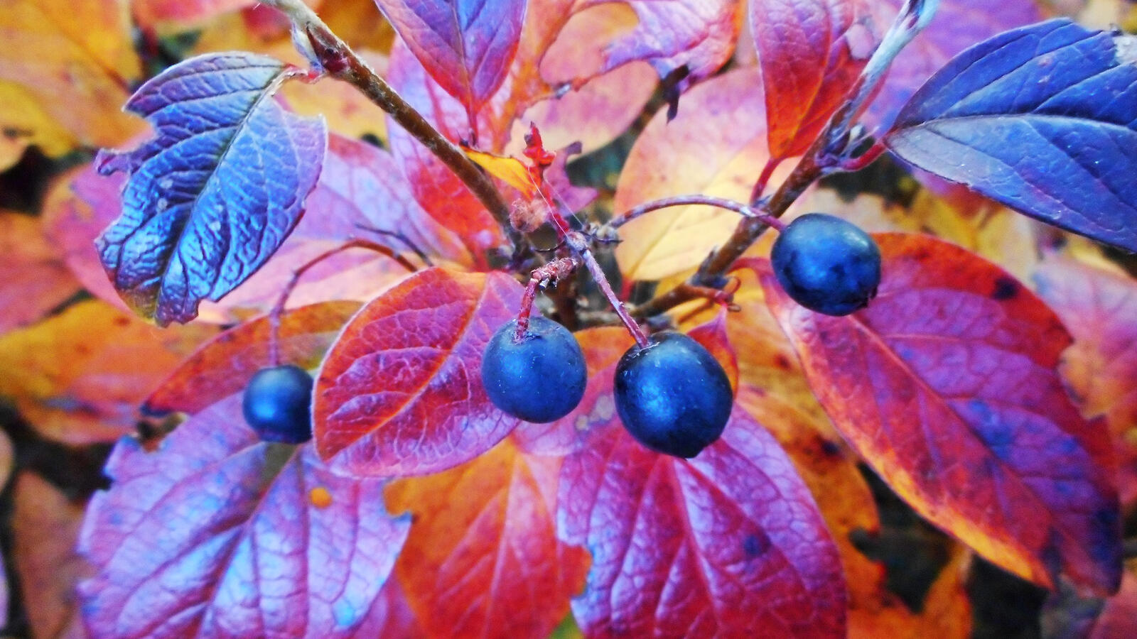 桌面上的壁纸桤木樱桃 蔓越莓脆片 秋季