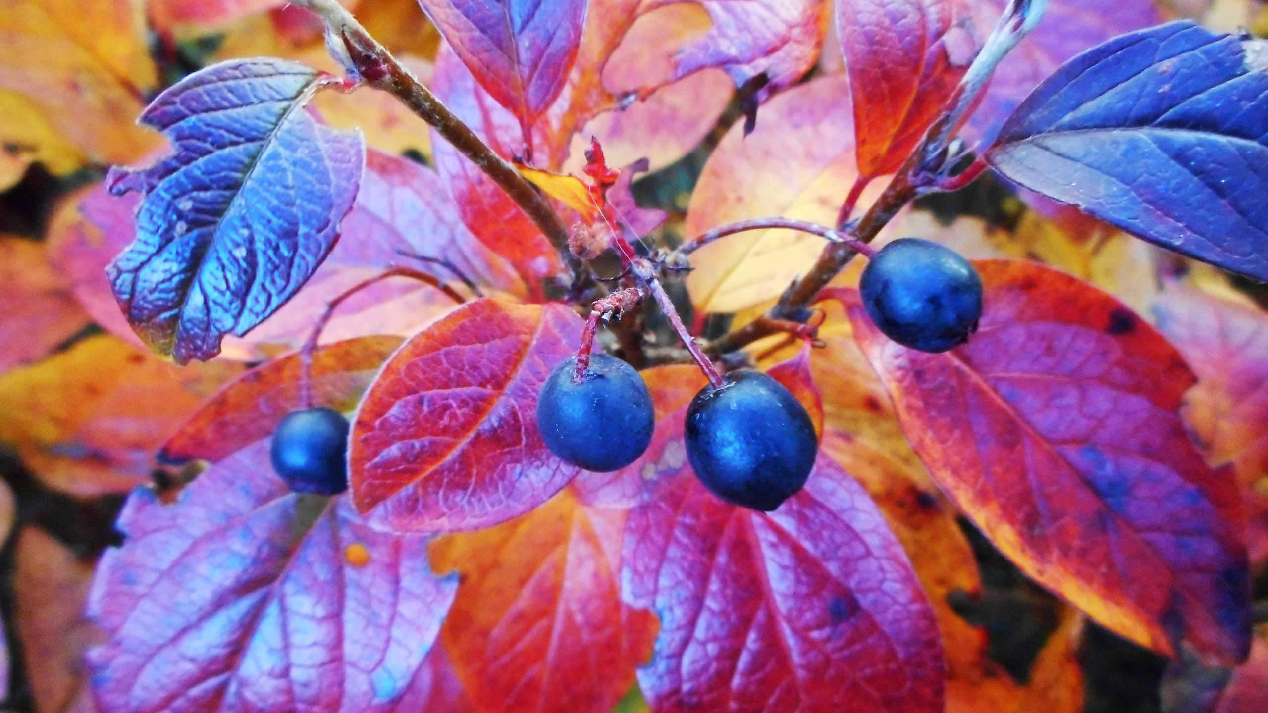 Фото бесплатно Крушина ольховидная, крушина ломкая, осень