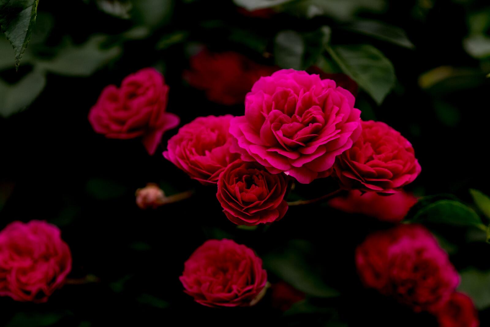 Обои цветочный роза букет на рабочий стол