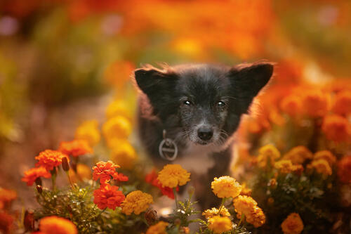 Dog with marigolds