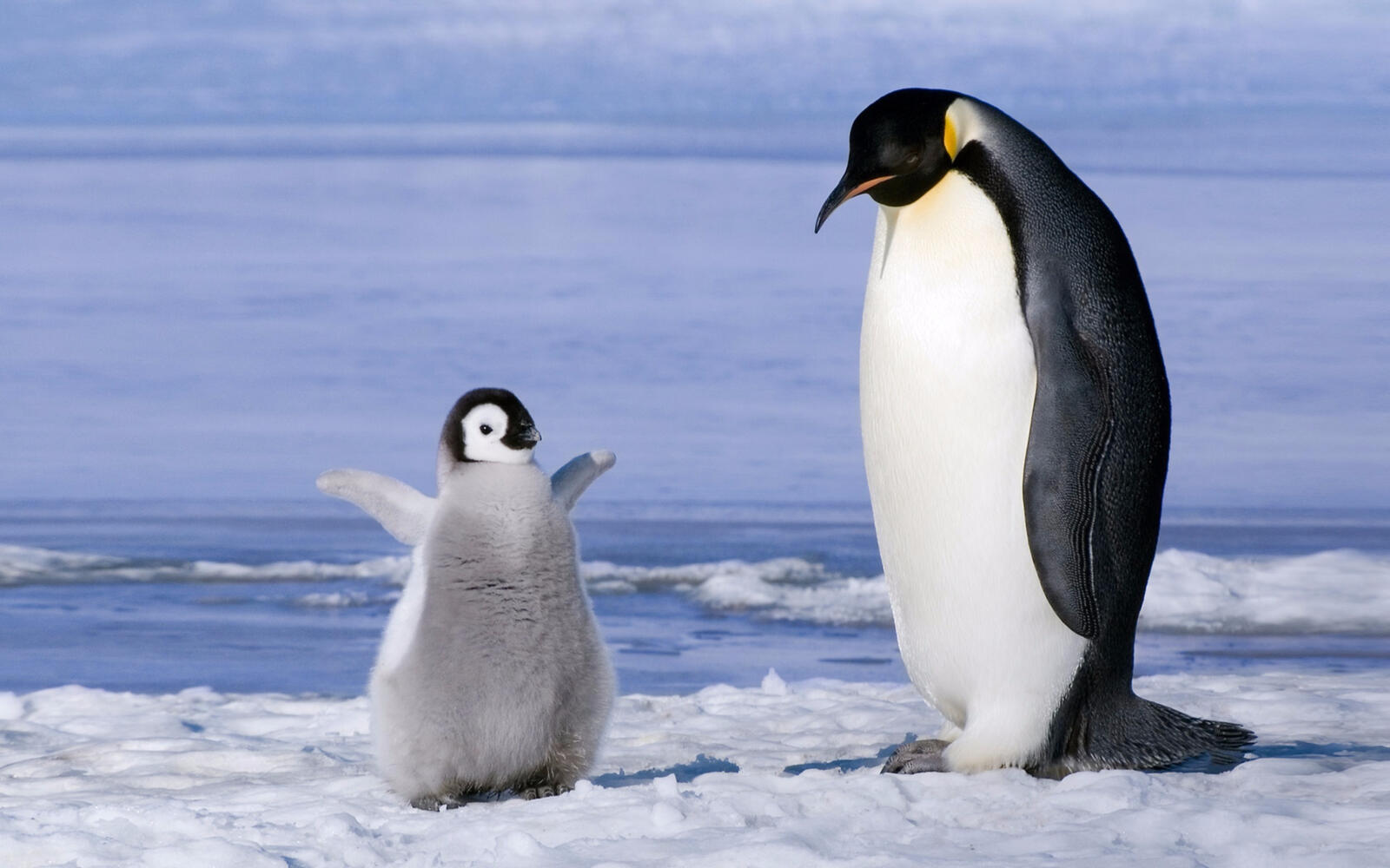 Обои пингвин малыш мило на рабочий стол