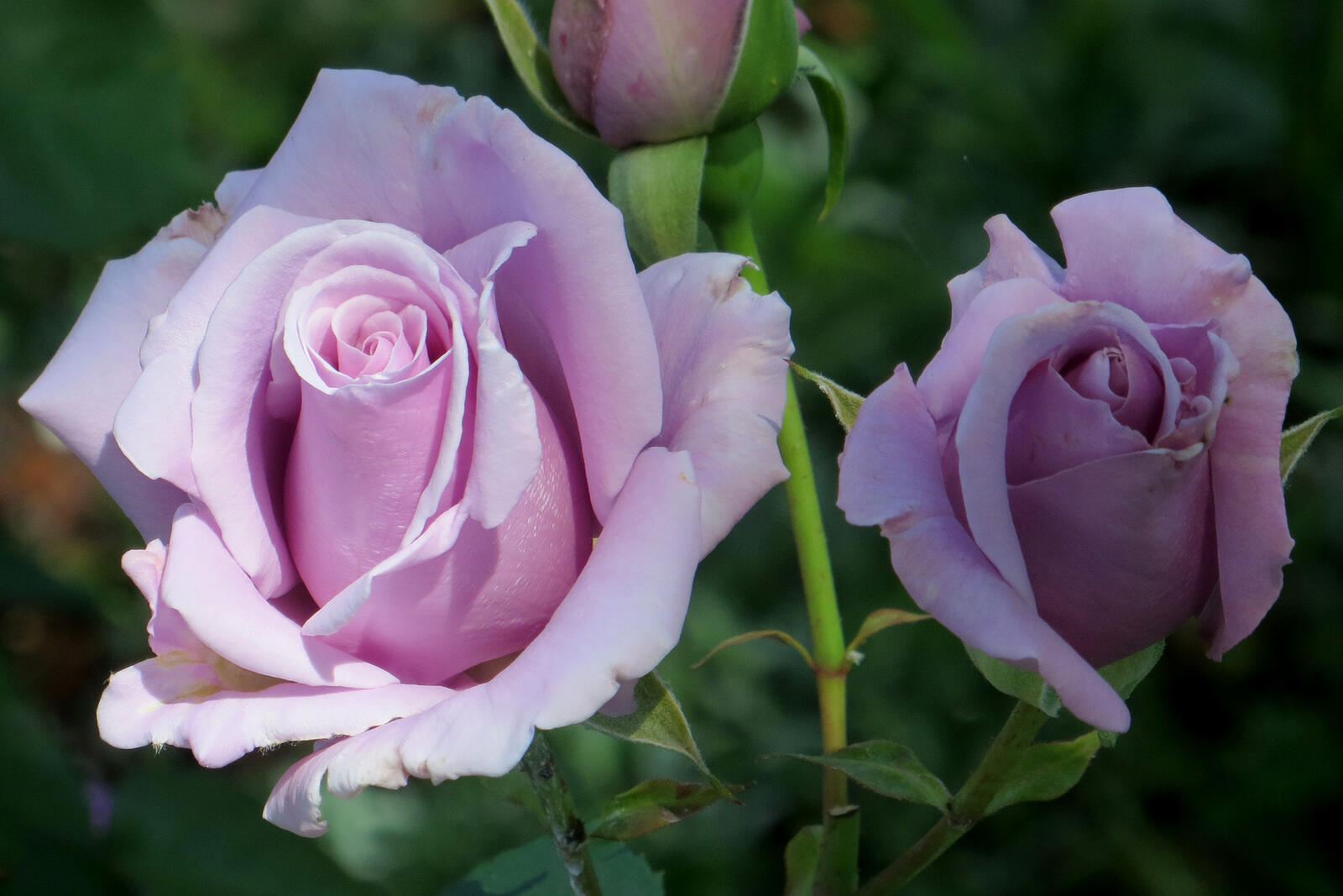 Бесплатное фото Лучшие сорта роз
