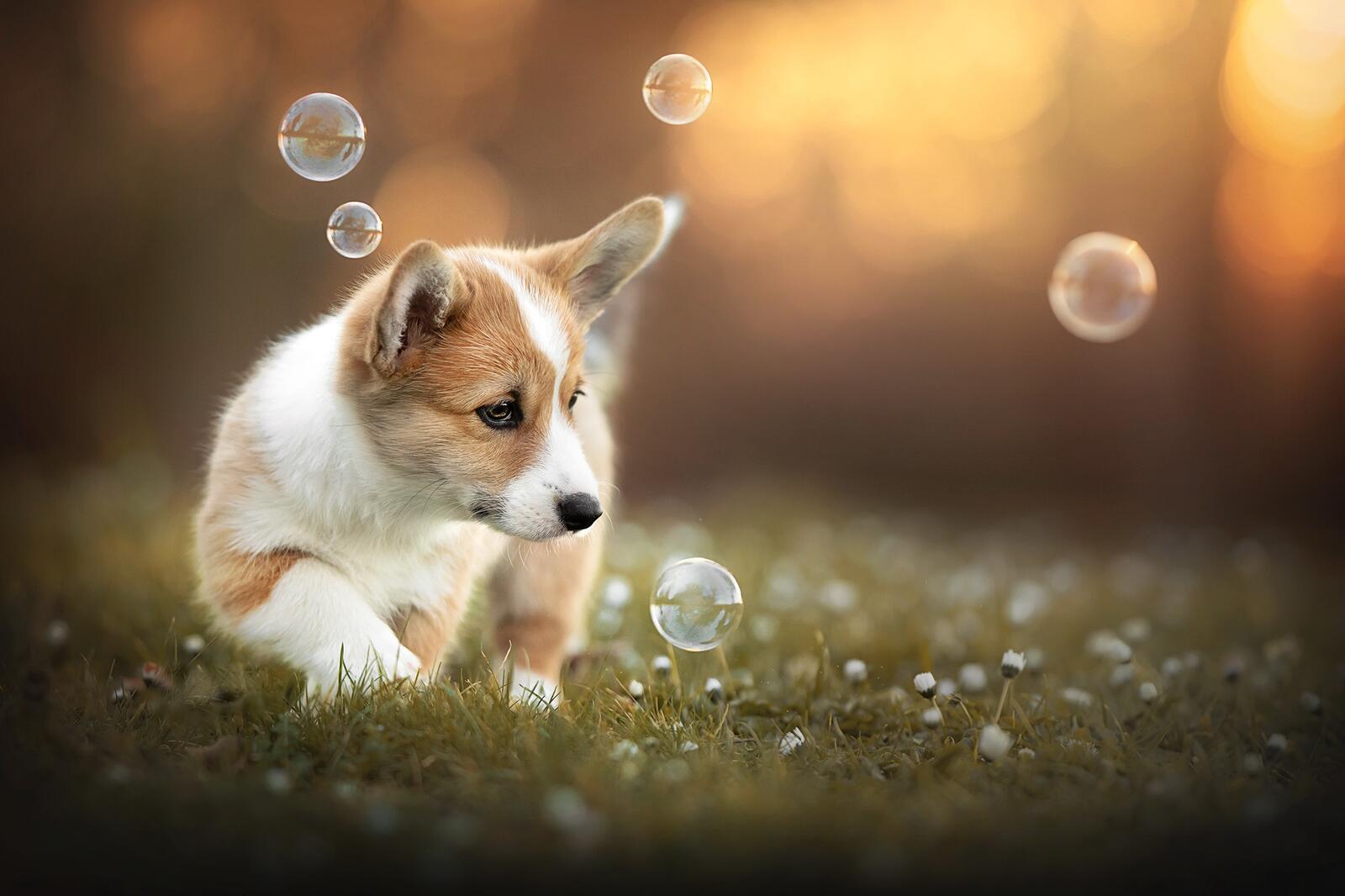 Free photo Puppy and soap bubbles