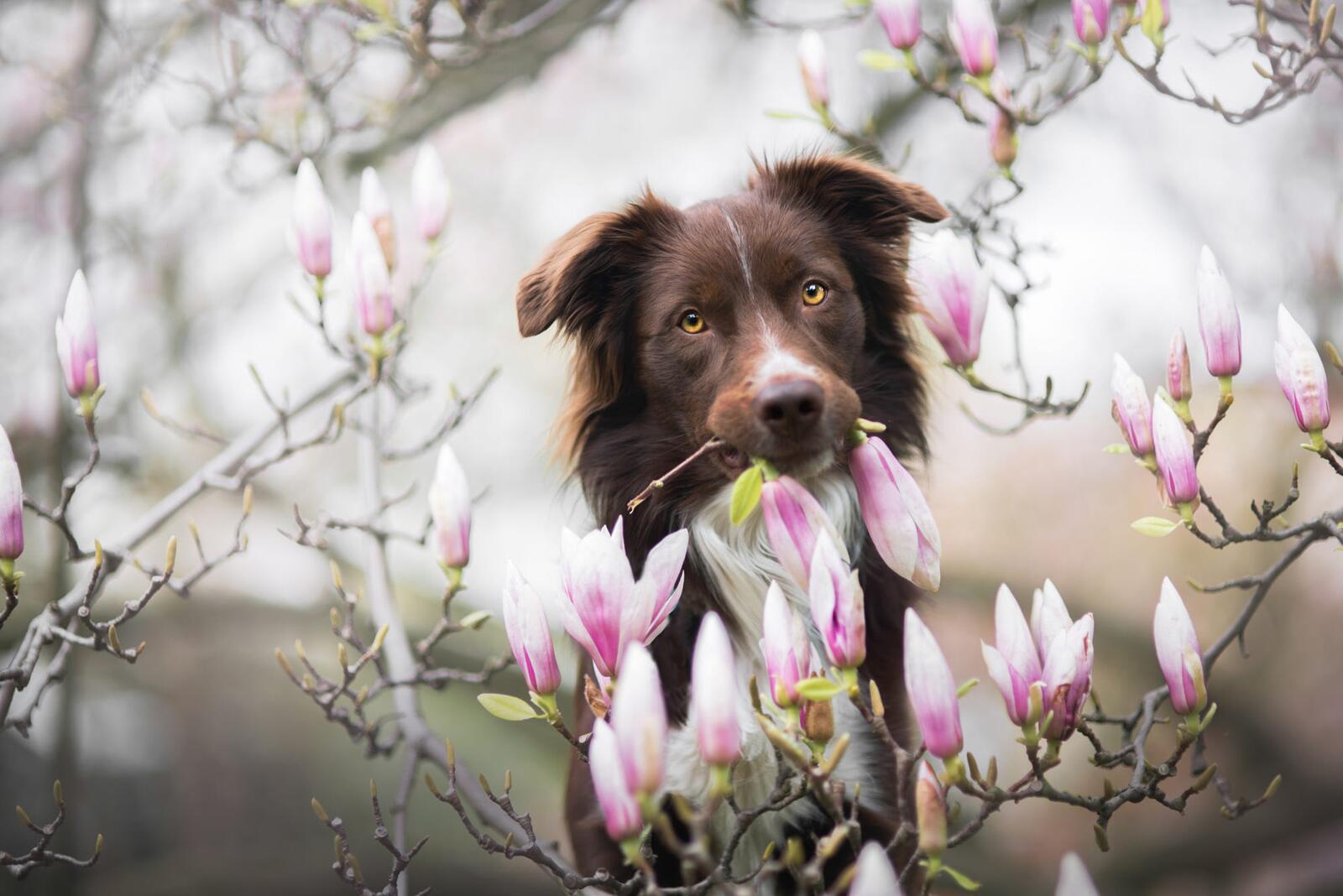 Free photo Portrait of a flowering magnolia