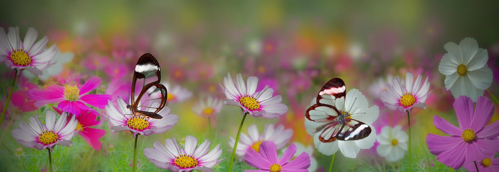 Обои космея бабочки цветок на рабочий стол