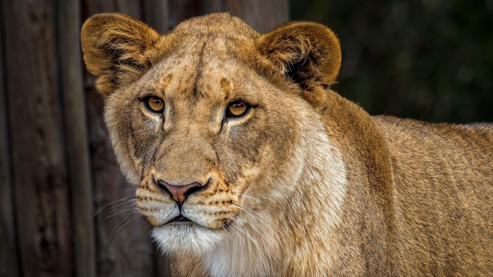 Бесплатное фото Красивая львица