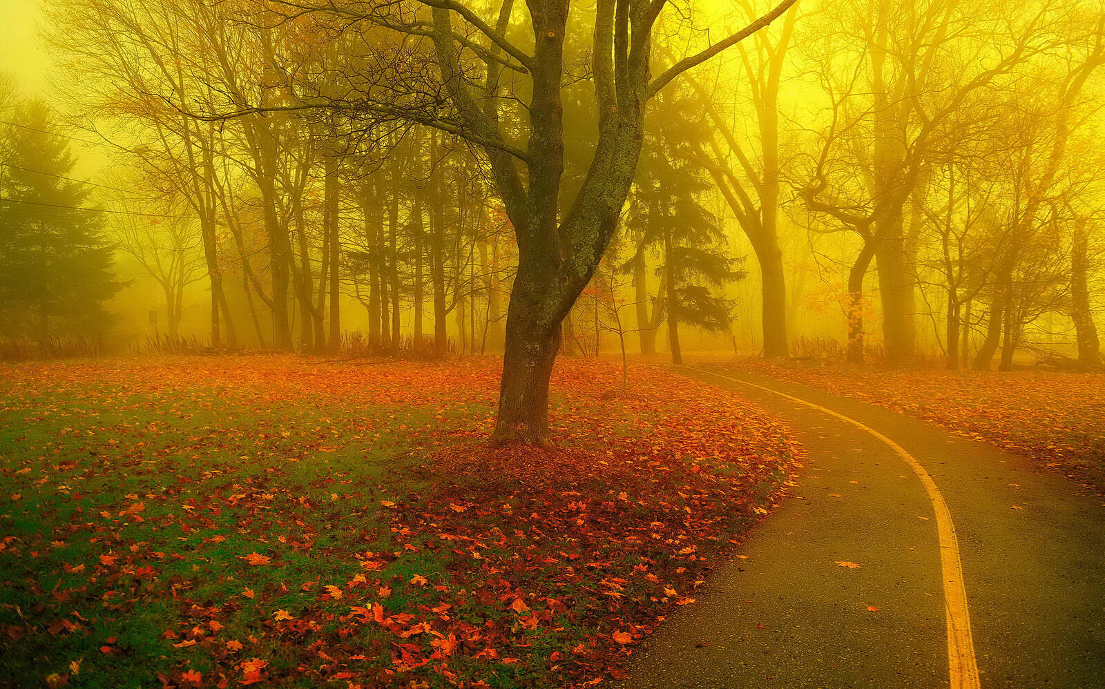 Wallpapers trees without leaves road autumn on the desktop