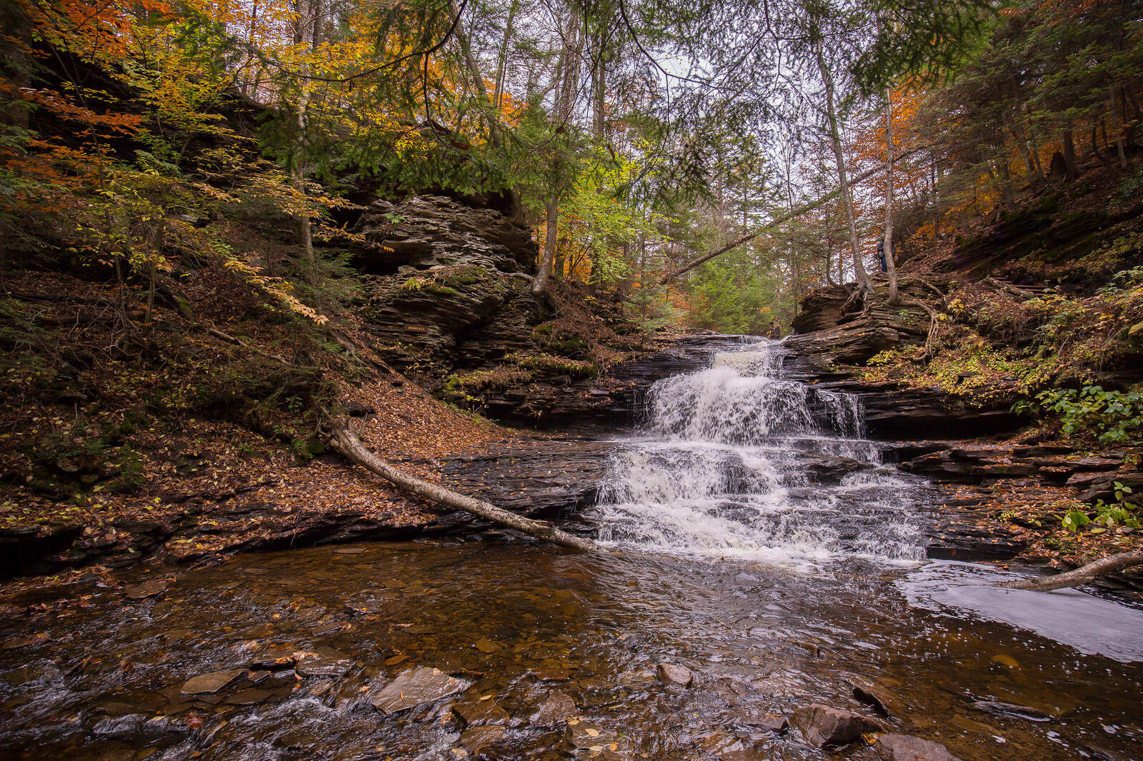 Wallpapers forest river State Park Ricketts Glen on the desktop