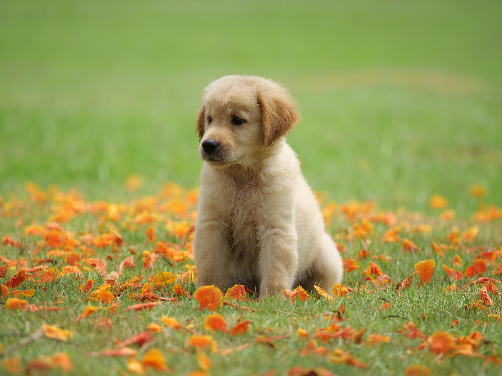 Бесплатное фото Малыш на поляне с лепестками цветов
