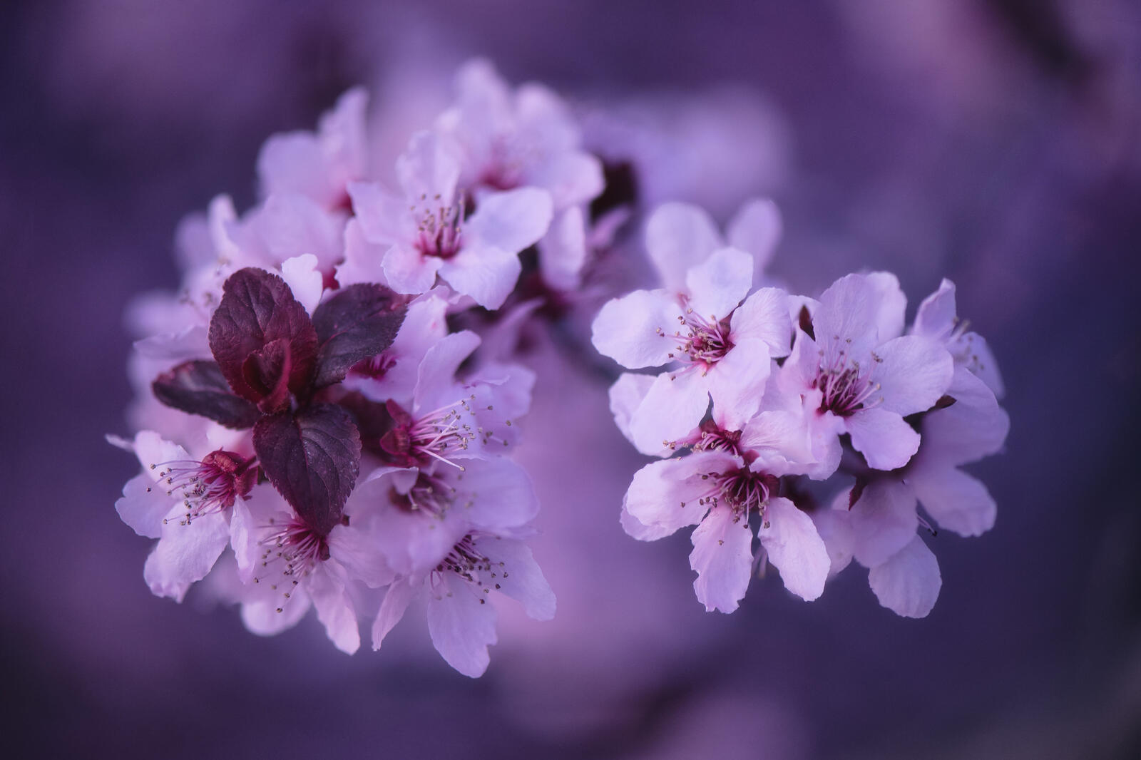 Обои ветка sakura цветущая ветка на рабочий стол