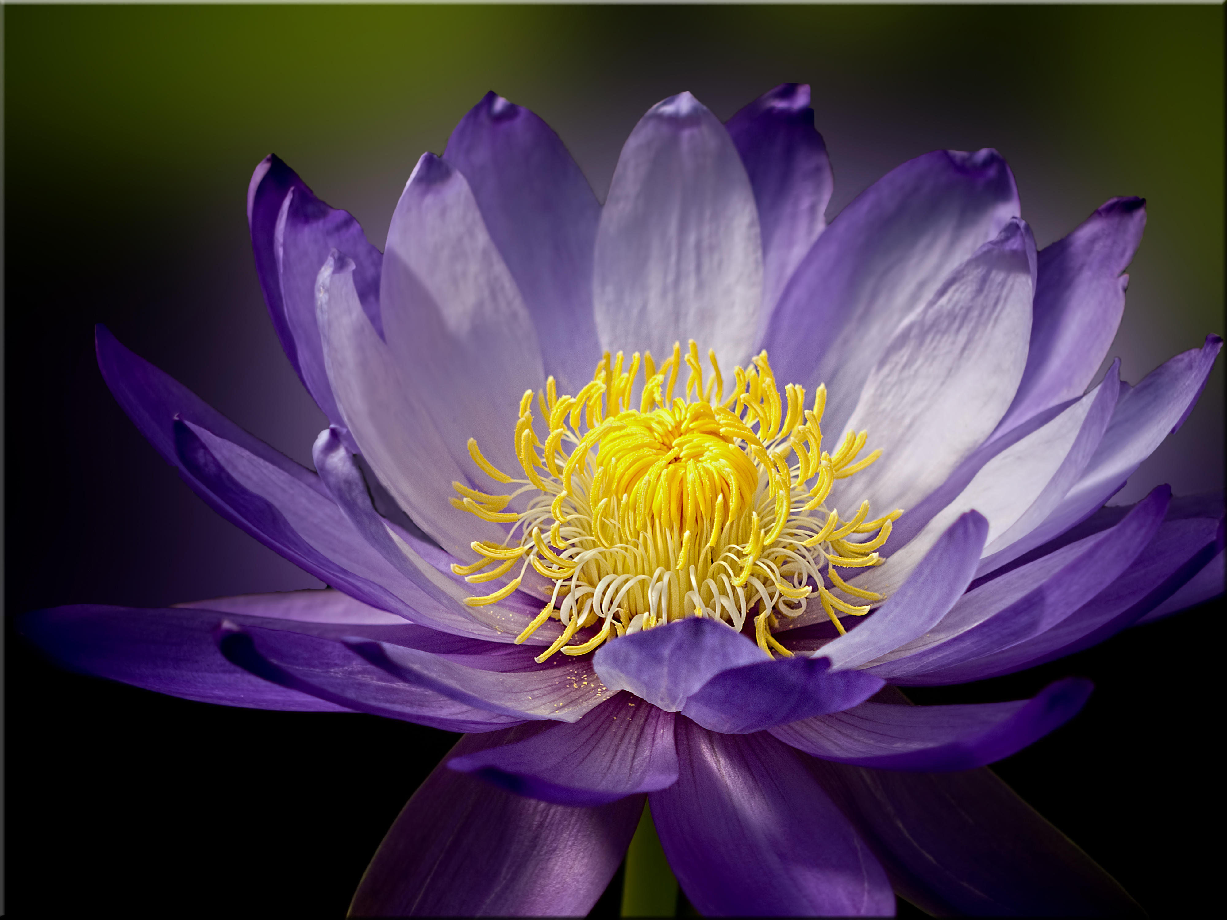 Free photo Water lily and water lily