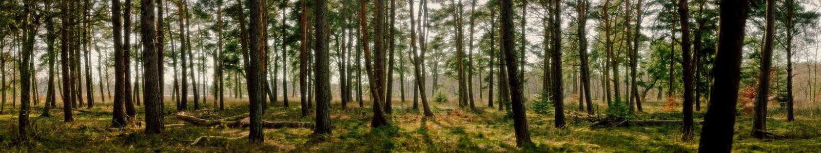 Wallpapers Arbres forest trees on the desktop