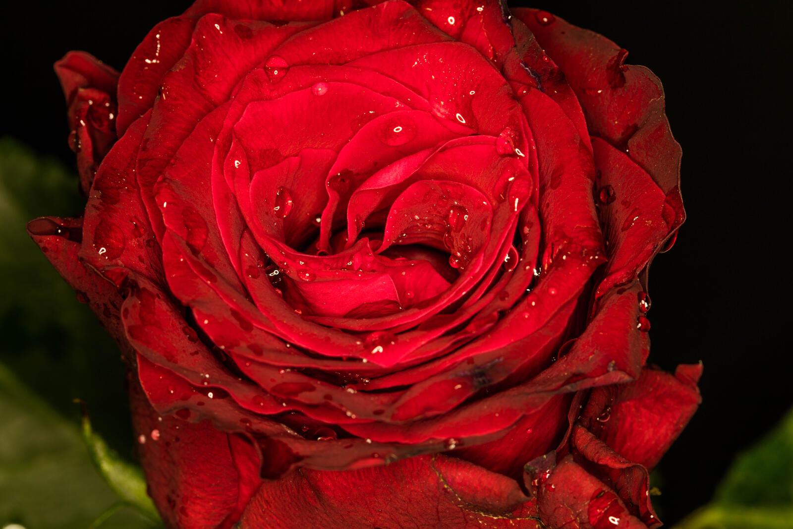 Бесплатное фото Красная роза и капли росы