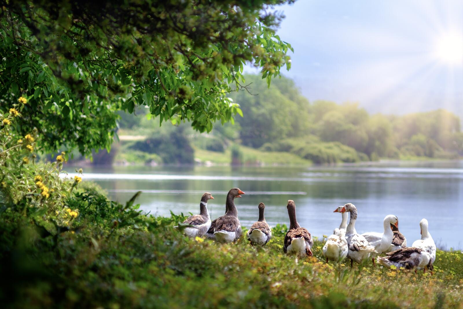 Wallpapers Wild geese river summer day on the desktop