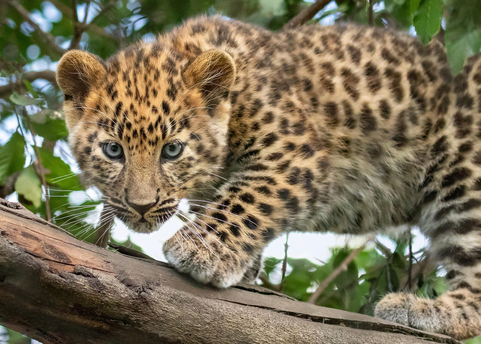 Free photo Baby leopard