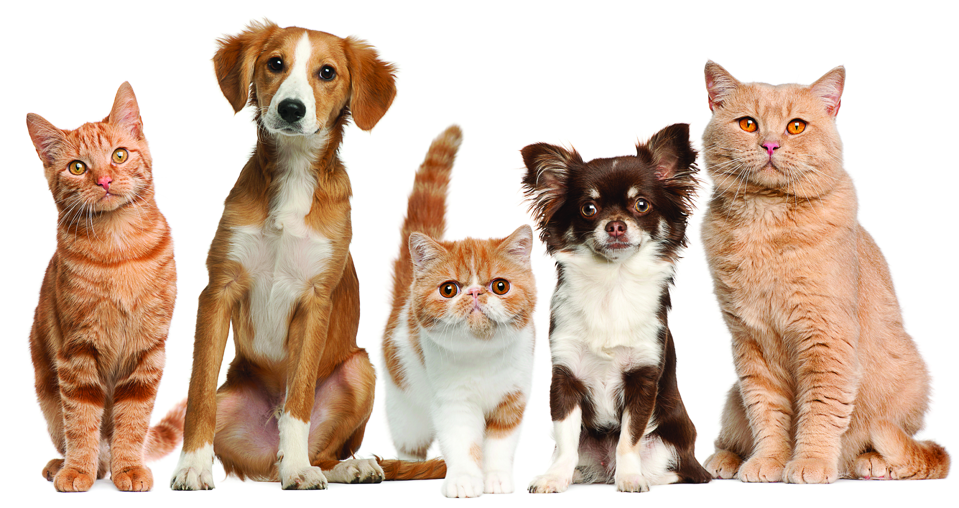Wallpapers cats 2 dogs animals on the desktop