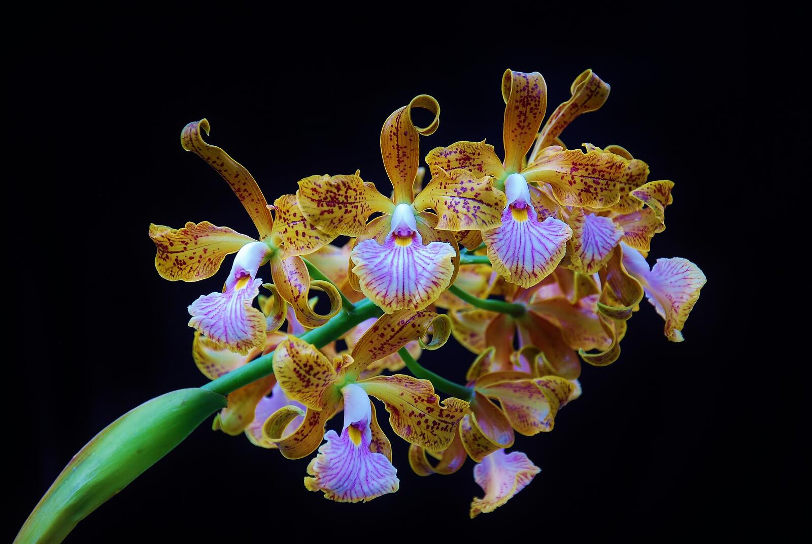 Обои орхидея Orchid Cattleya velutina на рабочий стол