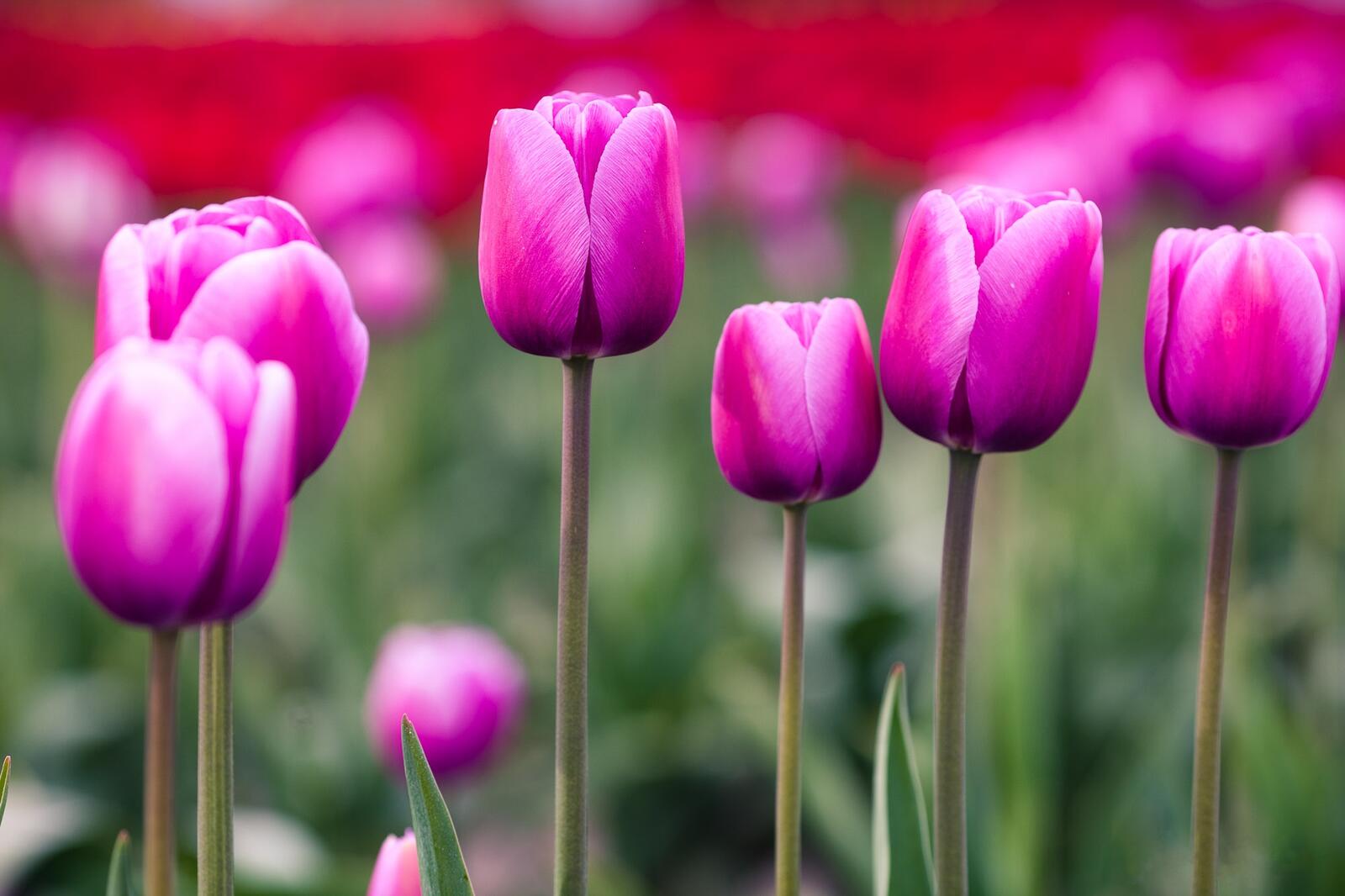 Обои тюльпаны фиолетовые цветы поле на рабочий стол