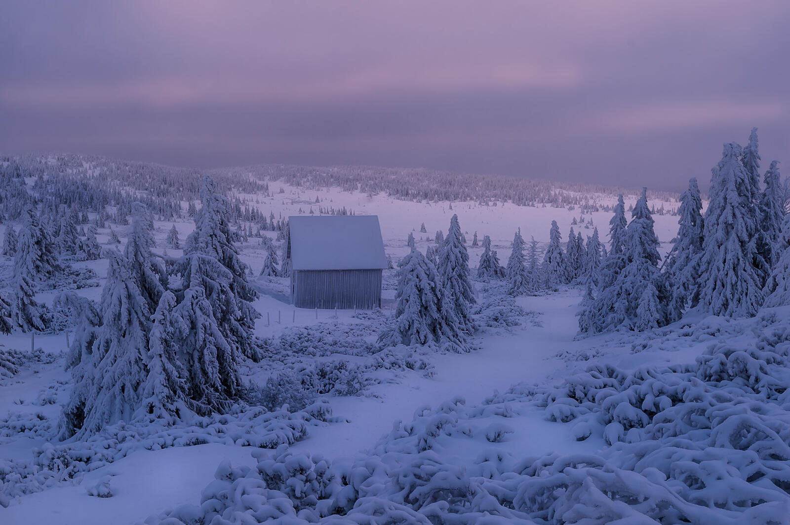 Бесплатное фото Одиноки домик в лесном массиве зимнем