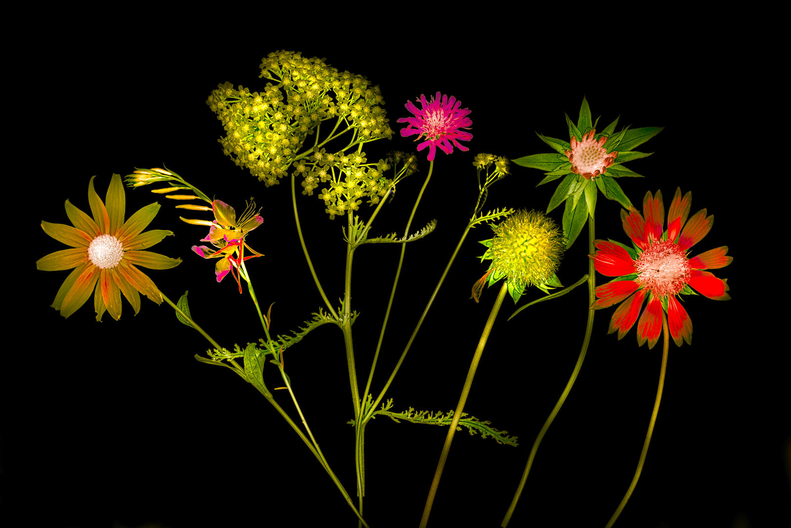 Бесплатное фото Лепестки цветов
