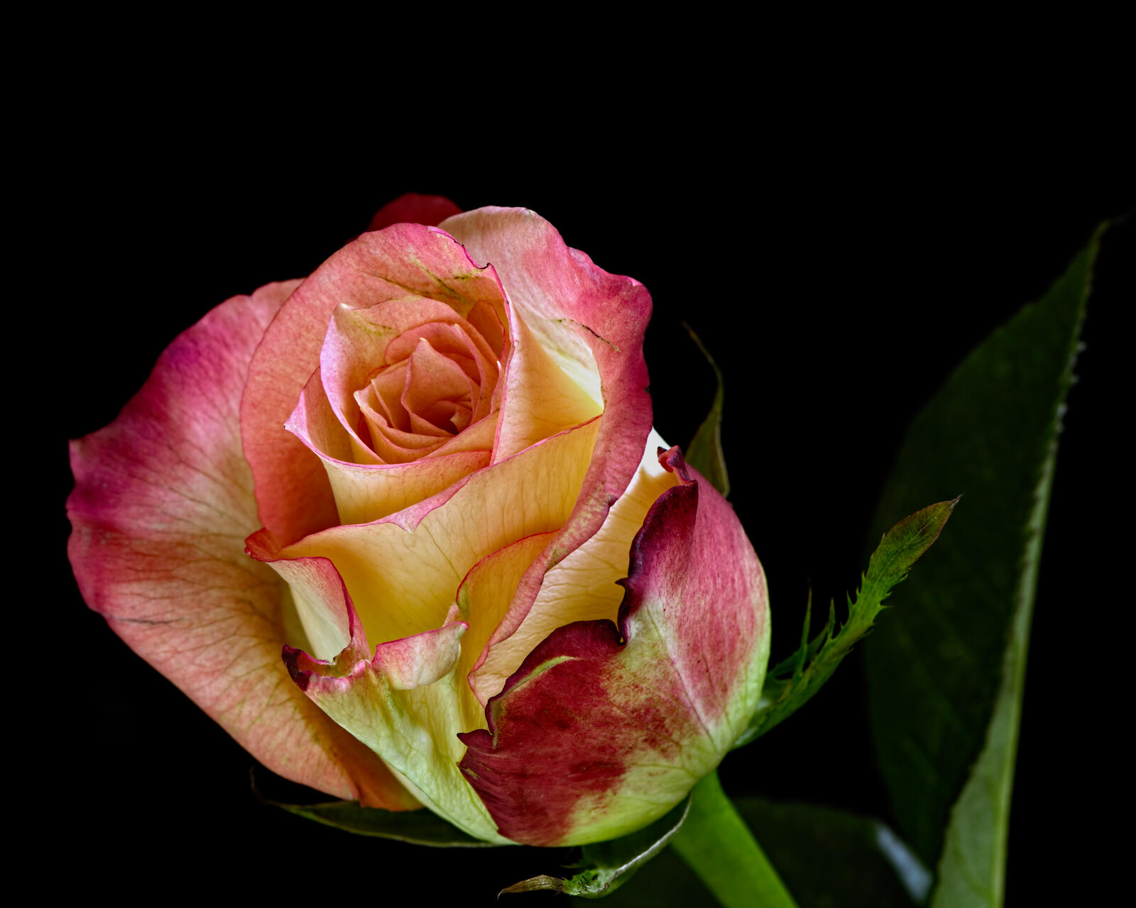 Бесплатное фото Розы высокого качества