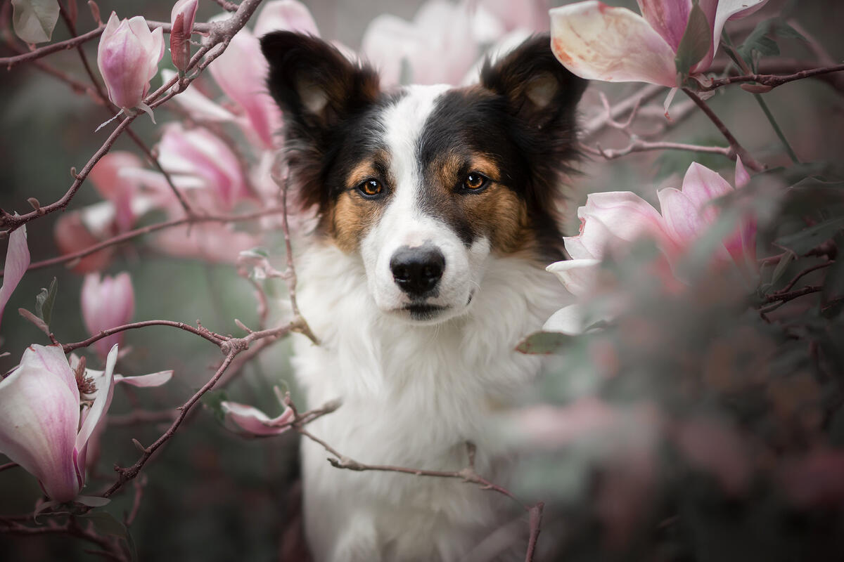 Portrait magnoliey
