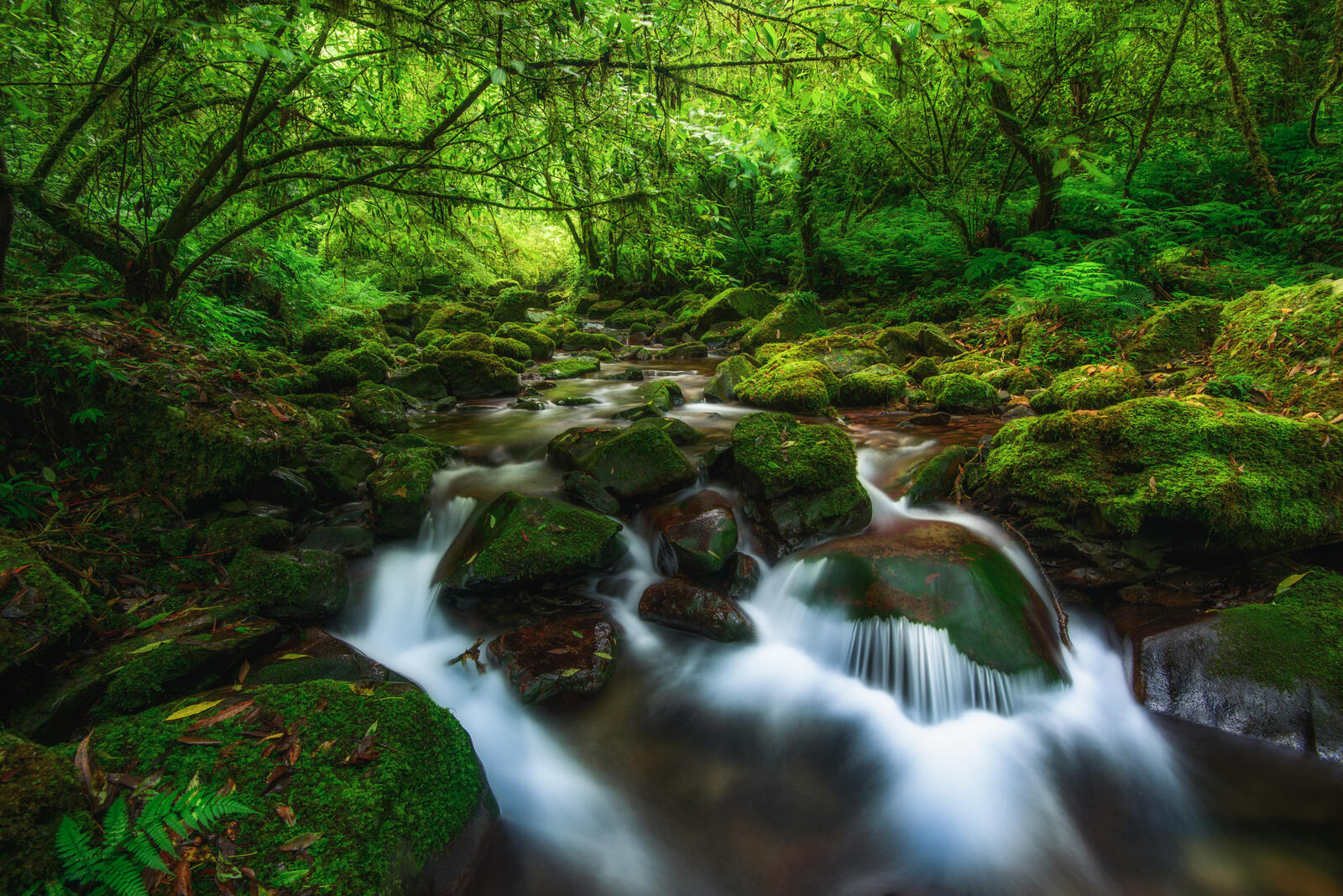 Wallpapers forest landscapes moss on the rocks on the desktop