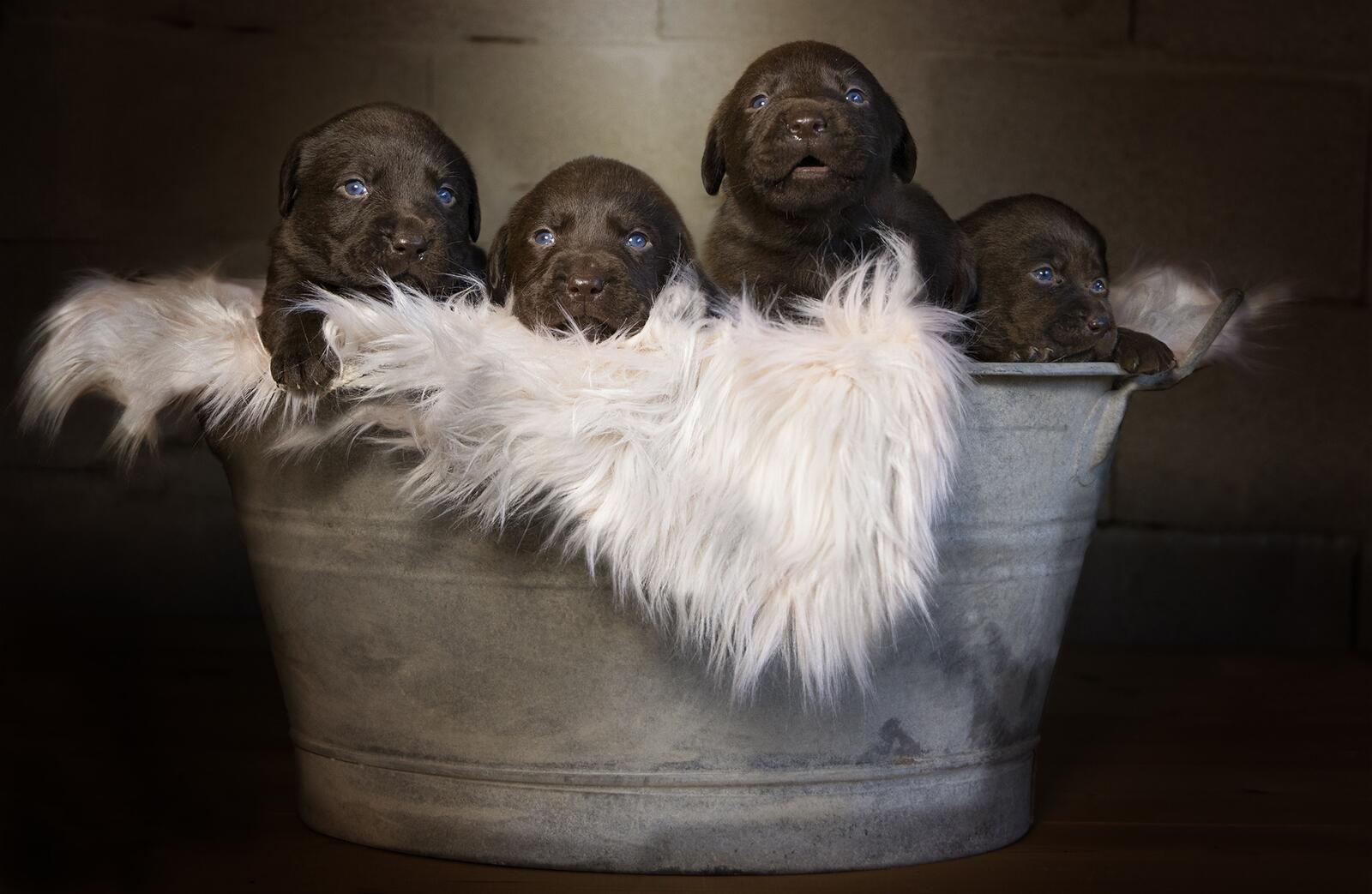 Free photo Puppies on a fur bedding in the pelvis