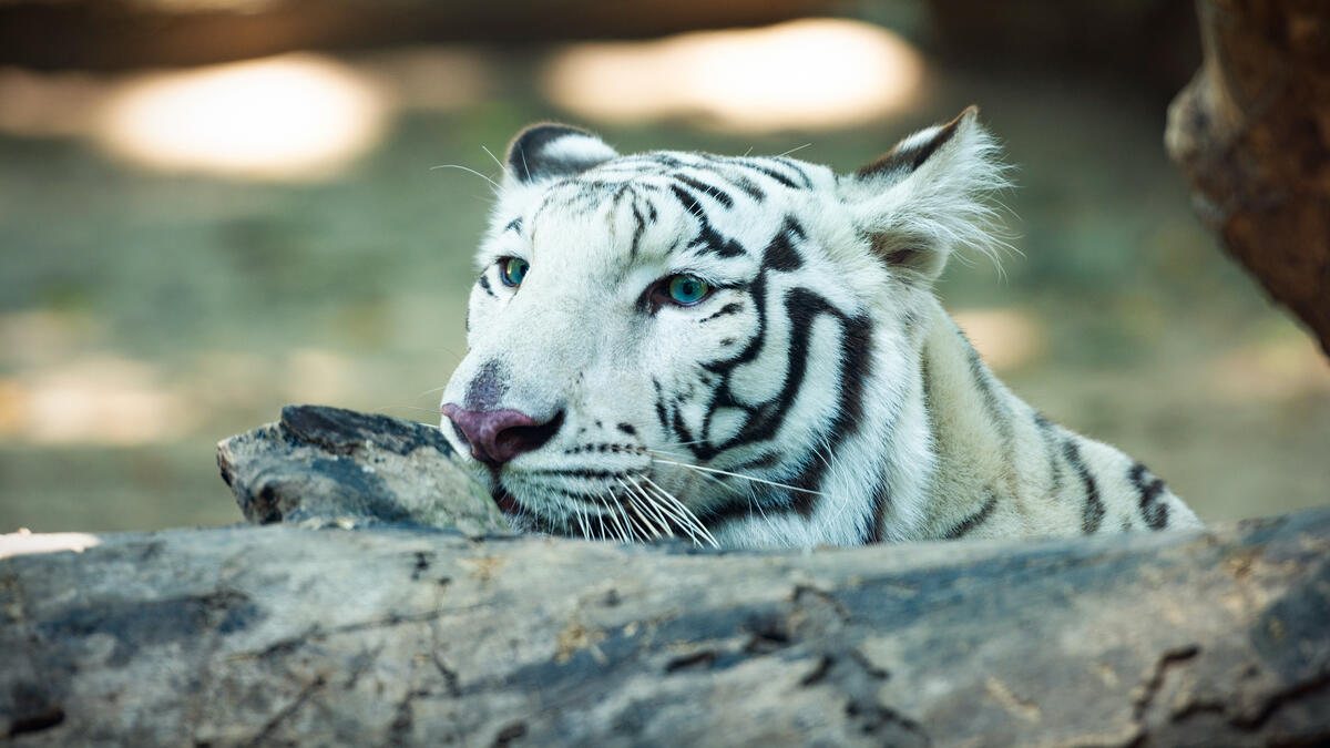Portrait of a white tiger