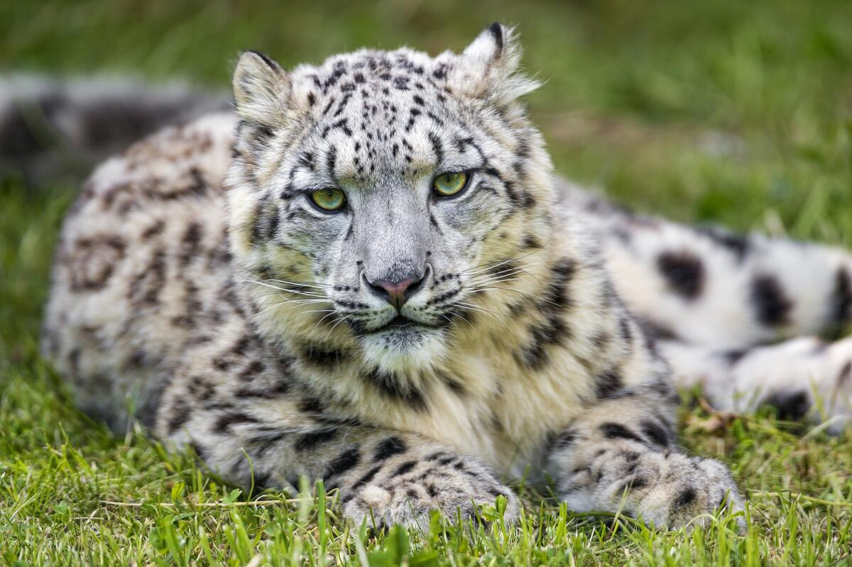 Snow leopard lying on the grass