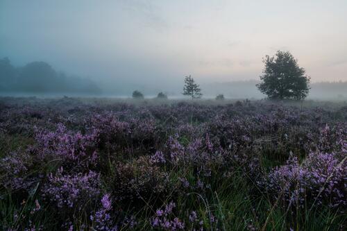 lavender in the mist