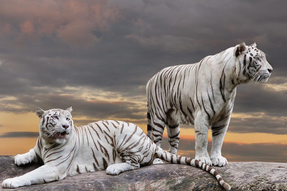 Белые тигры на закате