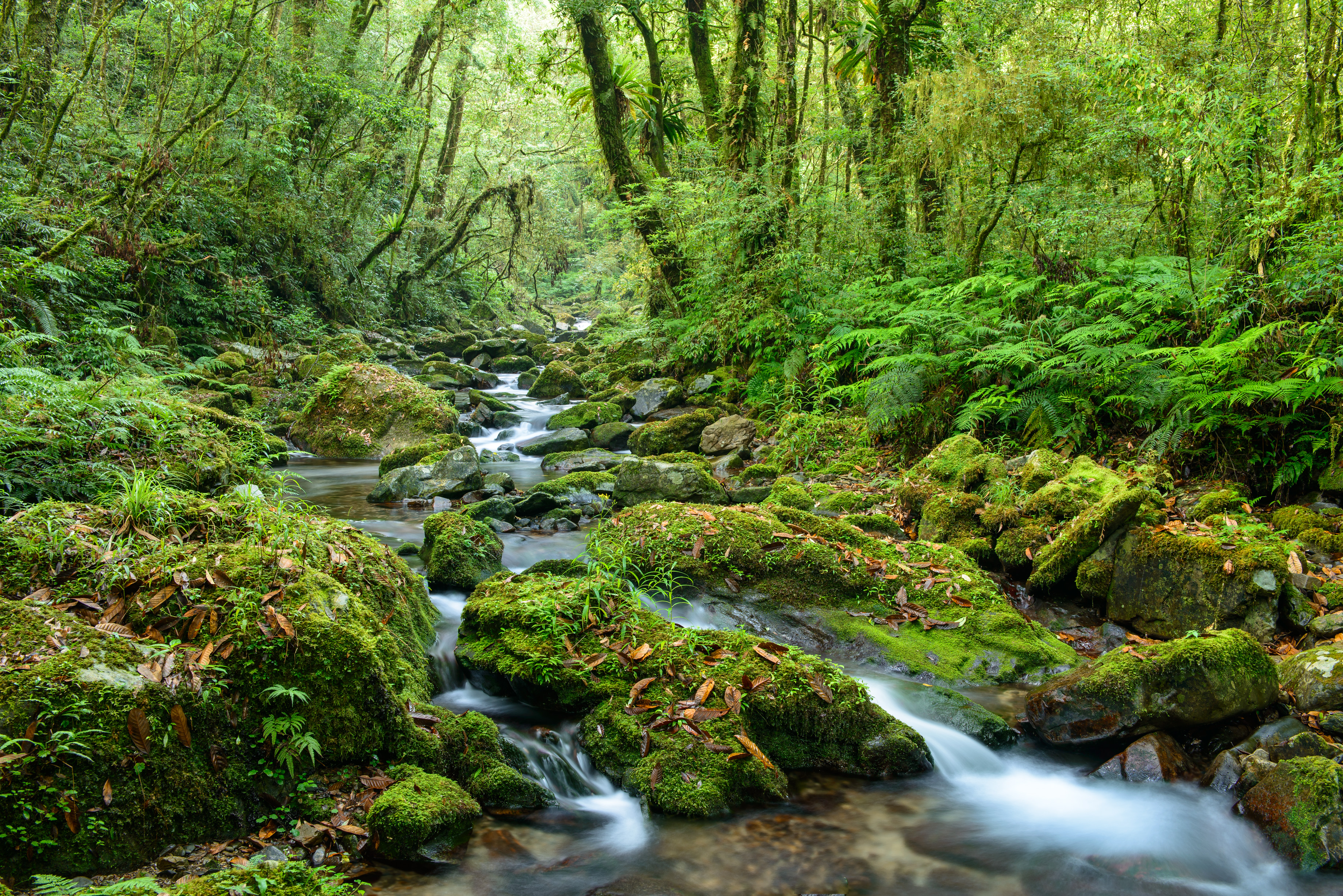 Фото бесплатно река, лес, мох на камнях
