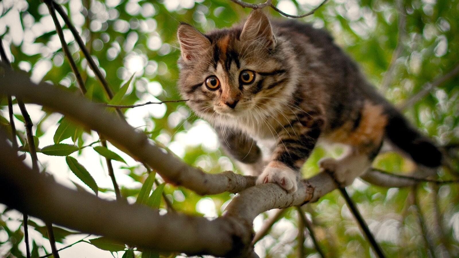Wallpapers nature cats animals branch on the desktop