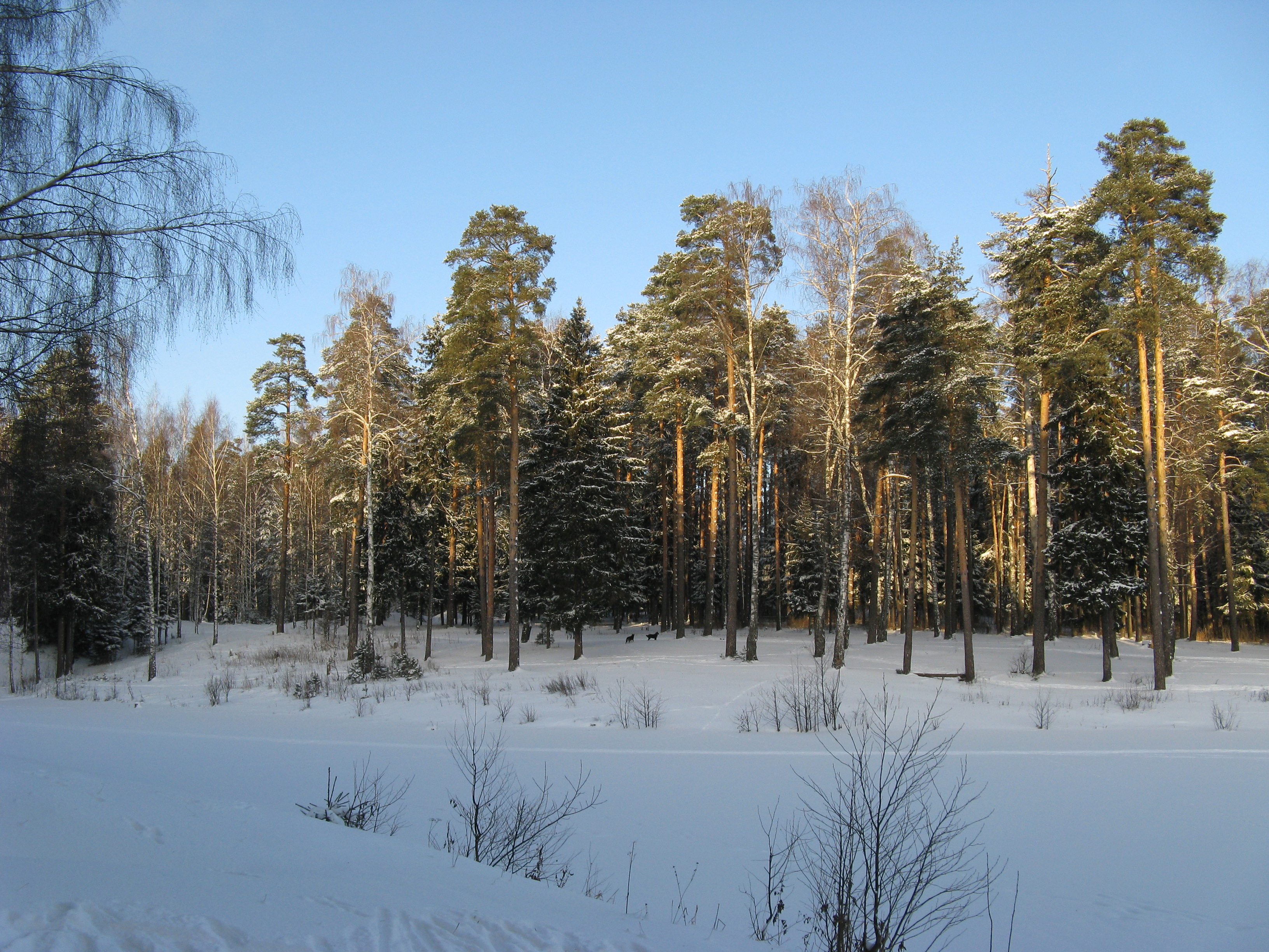 Скачать фотографию природа, зима · бесплатная фотография
