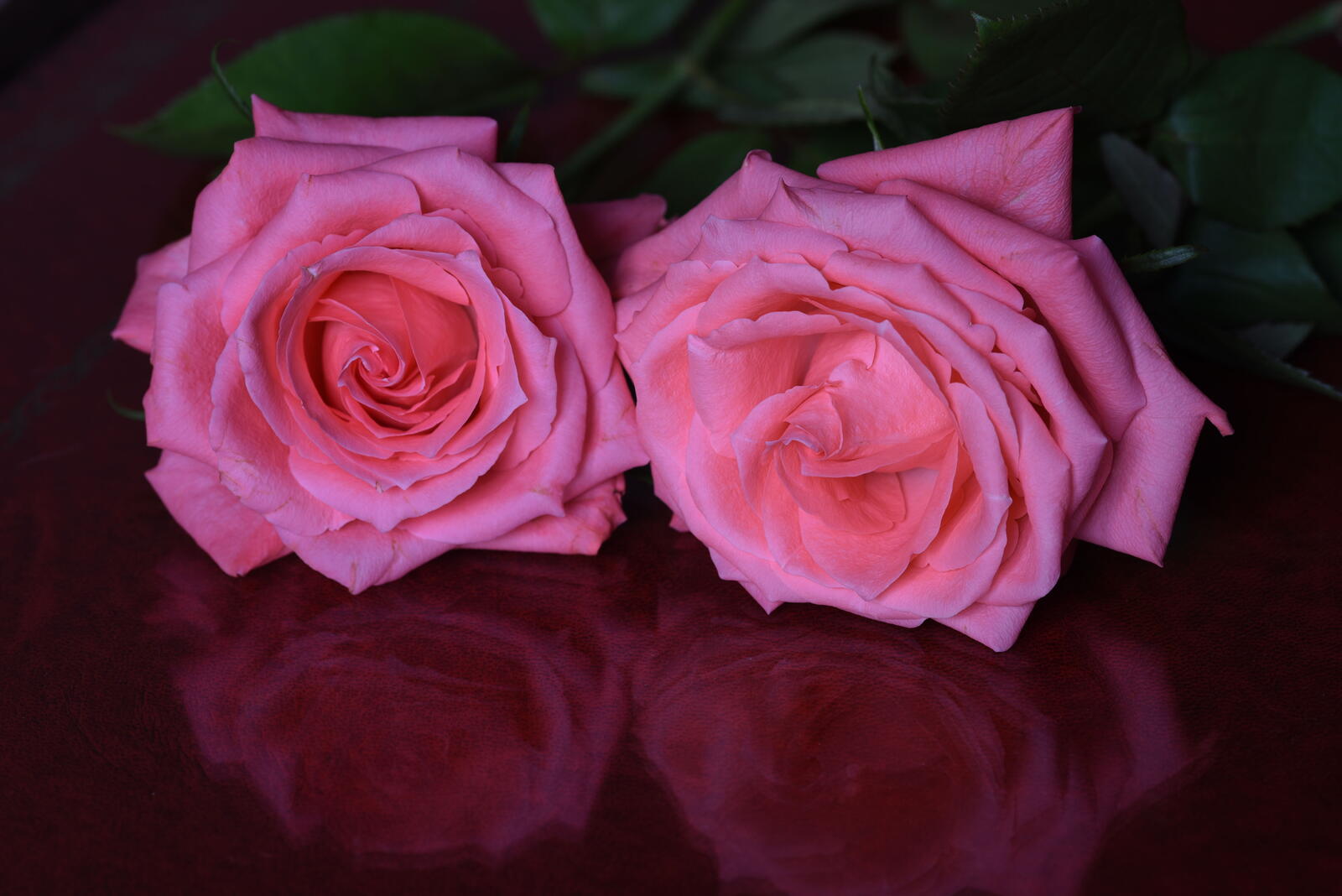 桌面上的壁纸鲜花 玫瑰 植物群