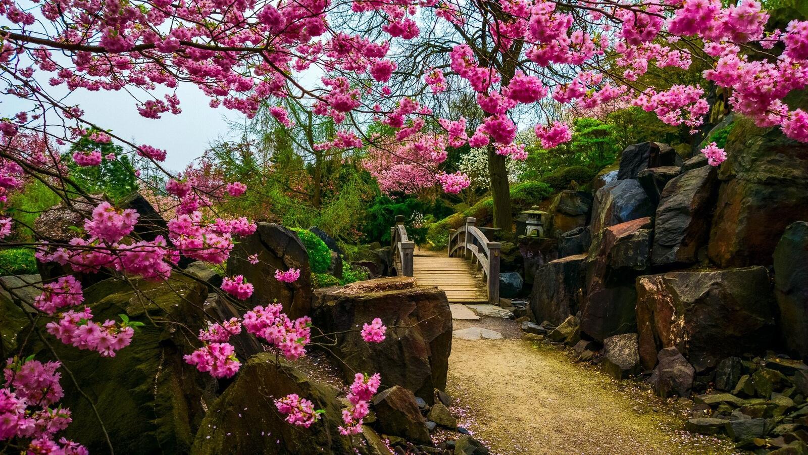 Free photo Japanese garden