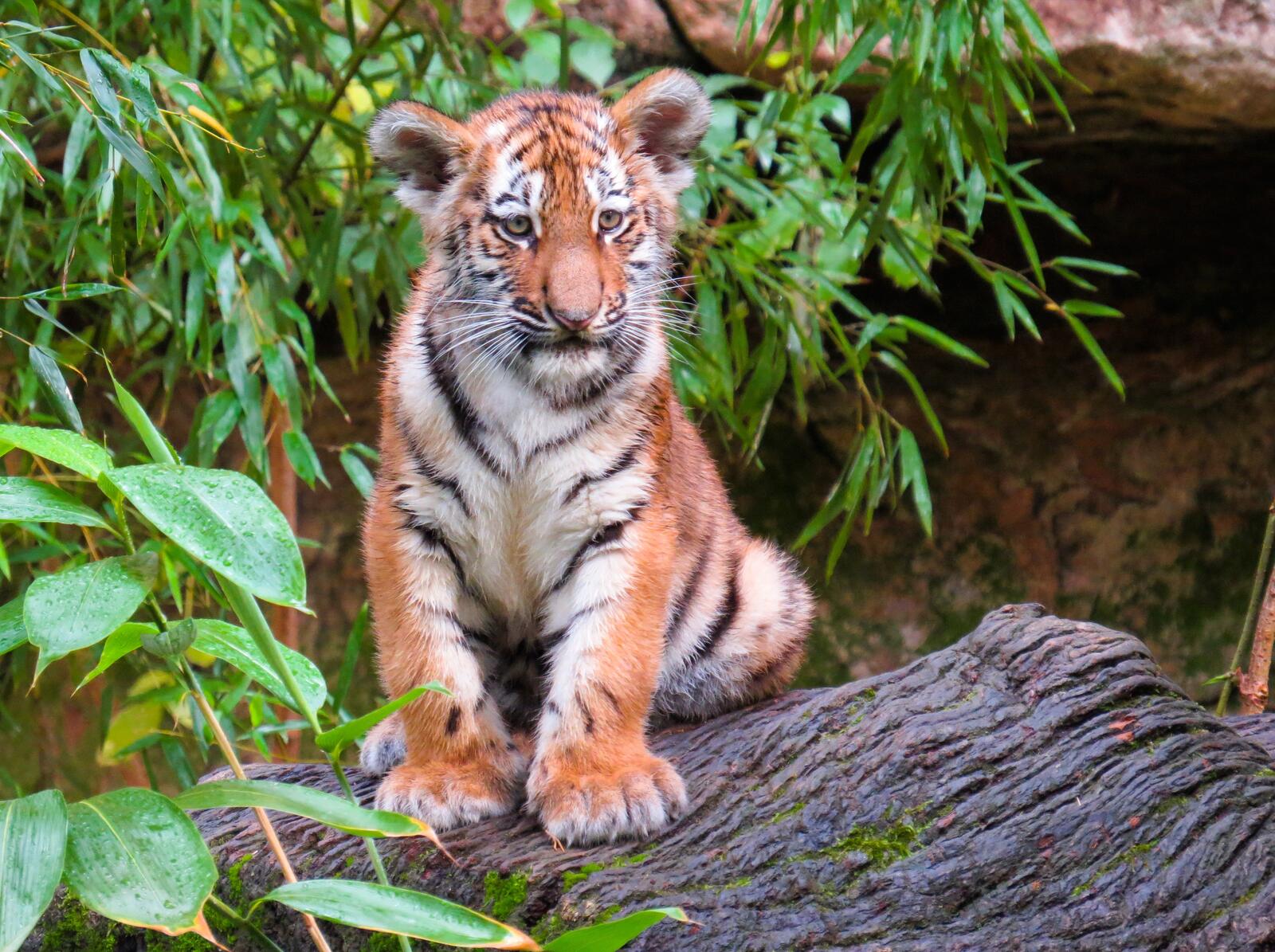 免费照片虎崽和野生动物