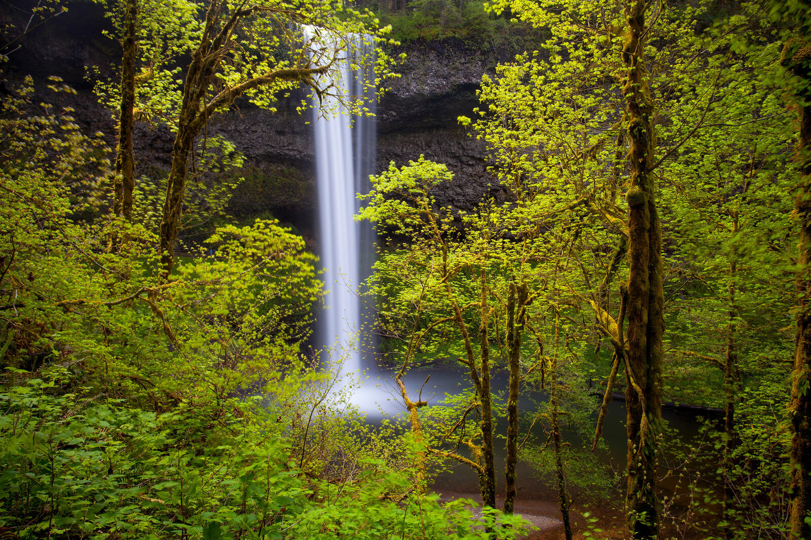 Обои Государственный парк Silver Falls Орегон на рабочий стол