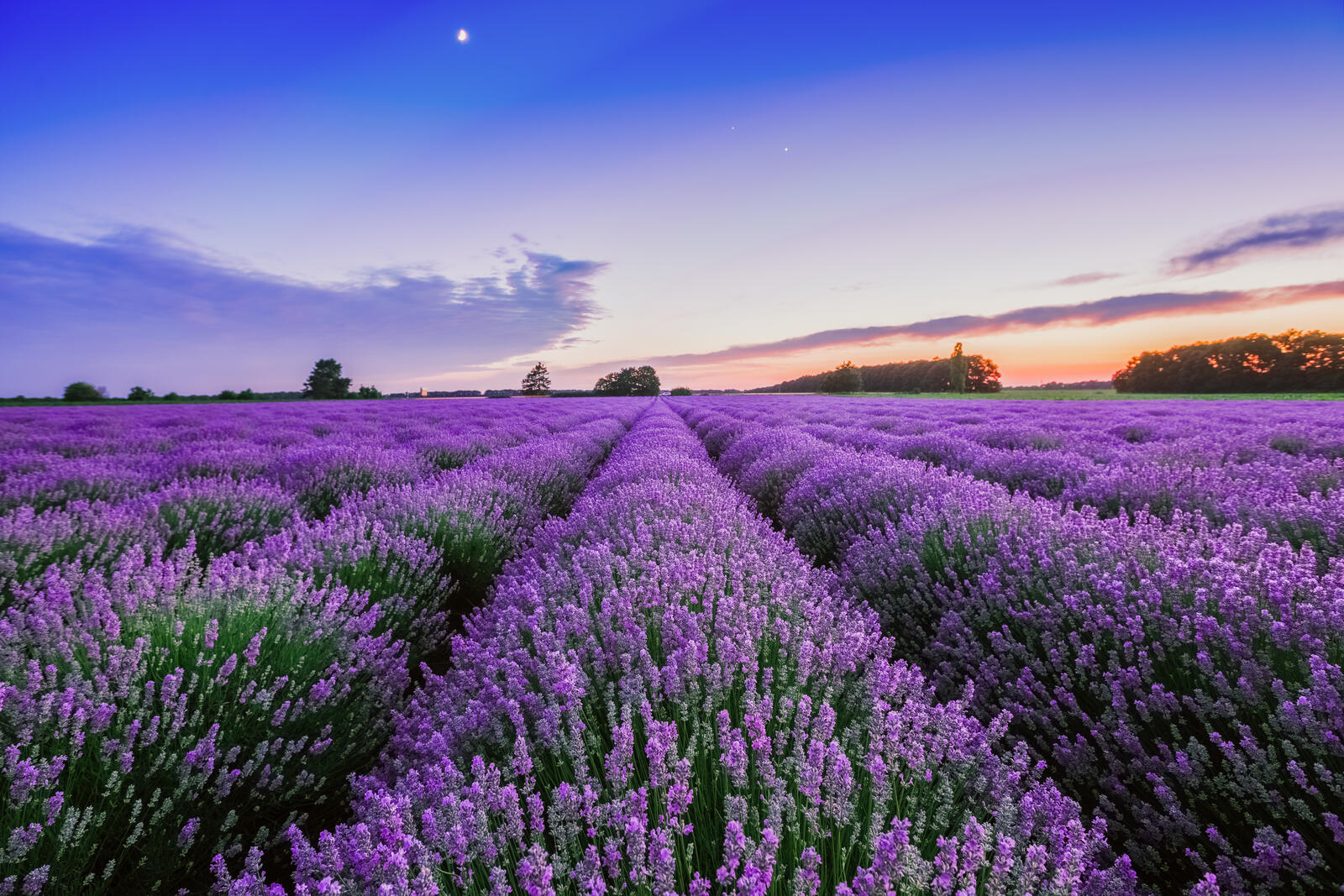 Free photo Lavender field