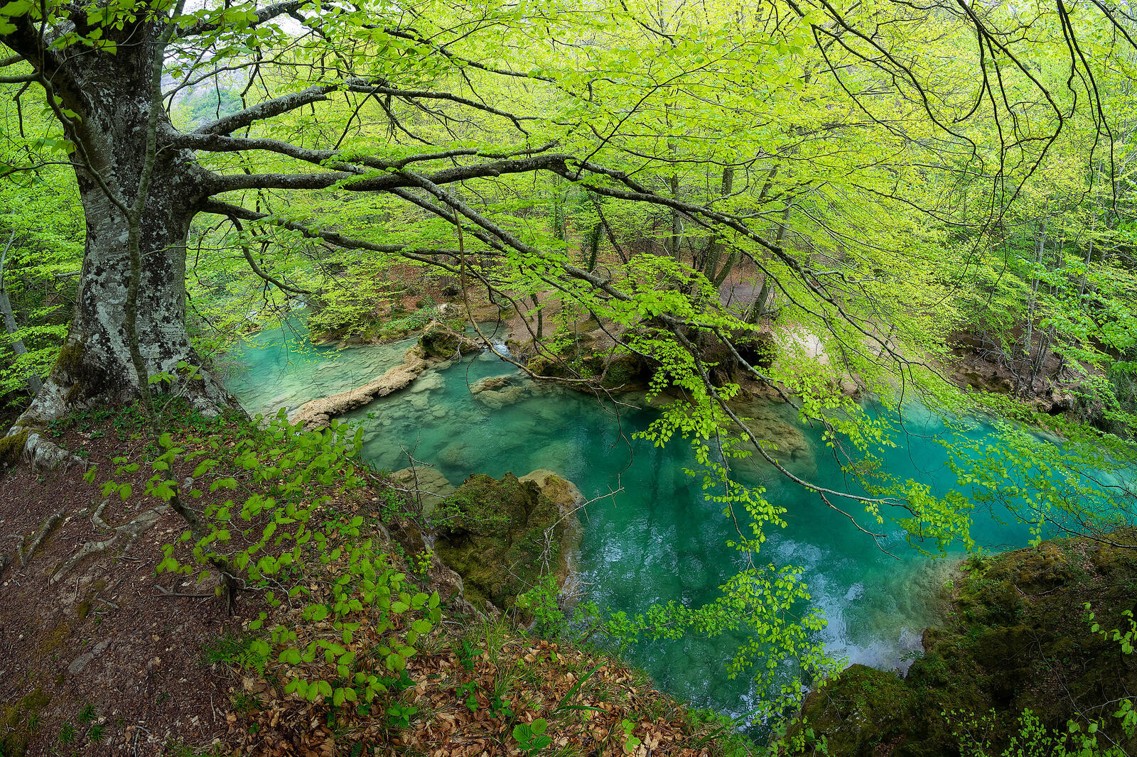 Бесплатное фото Река и деревья