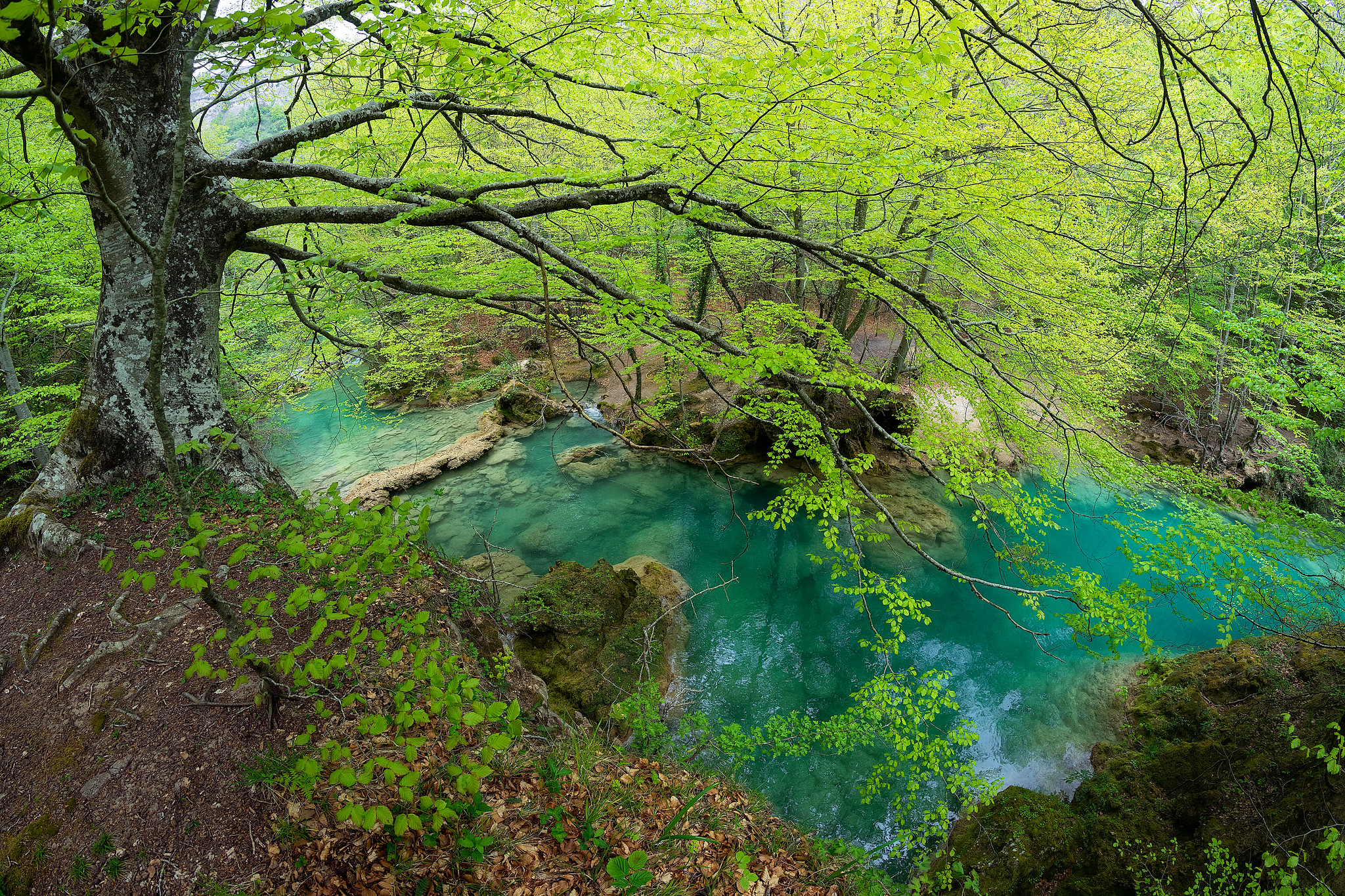Бесплатное фото Река и деревья