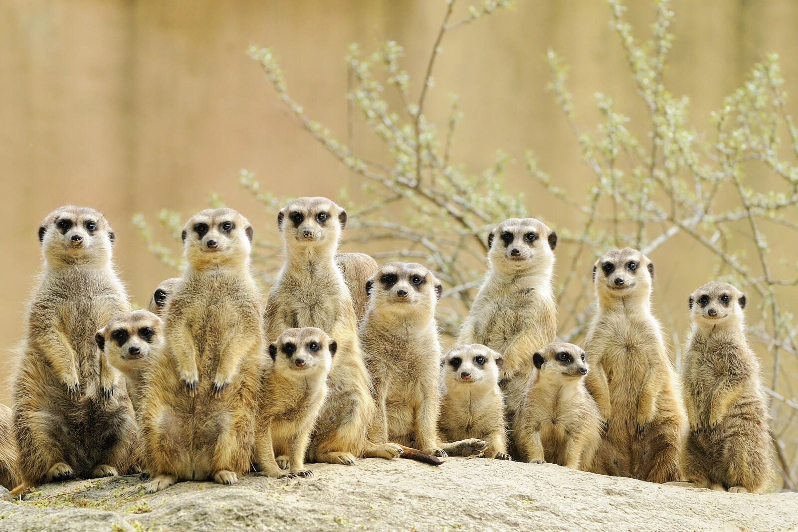 Обои meerkat большая семья suricate на рабочий стол