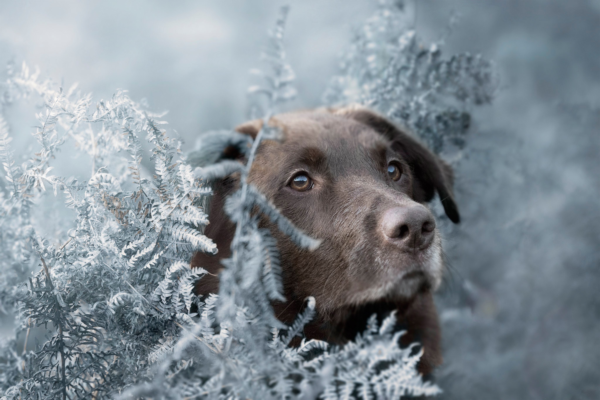 免费照片拉布拉多犬的肖像