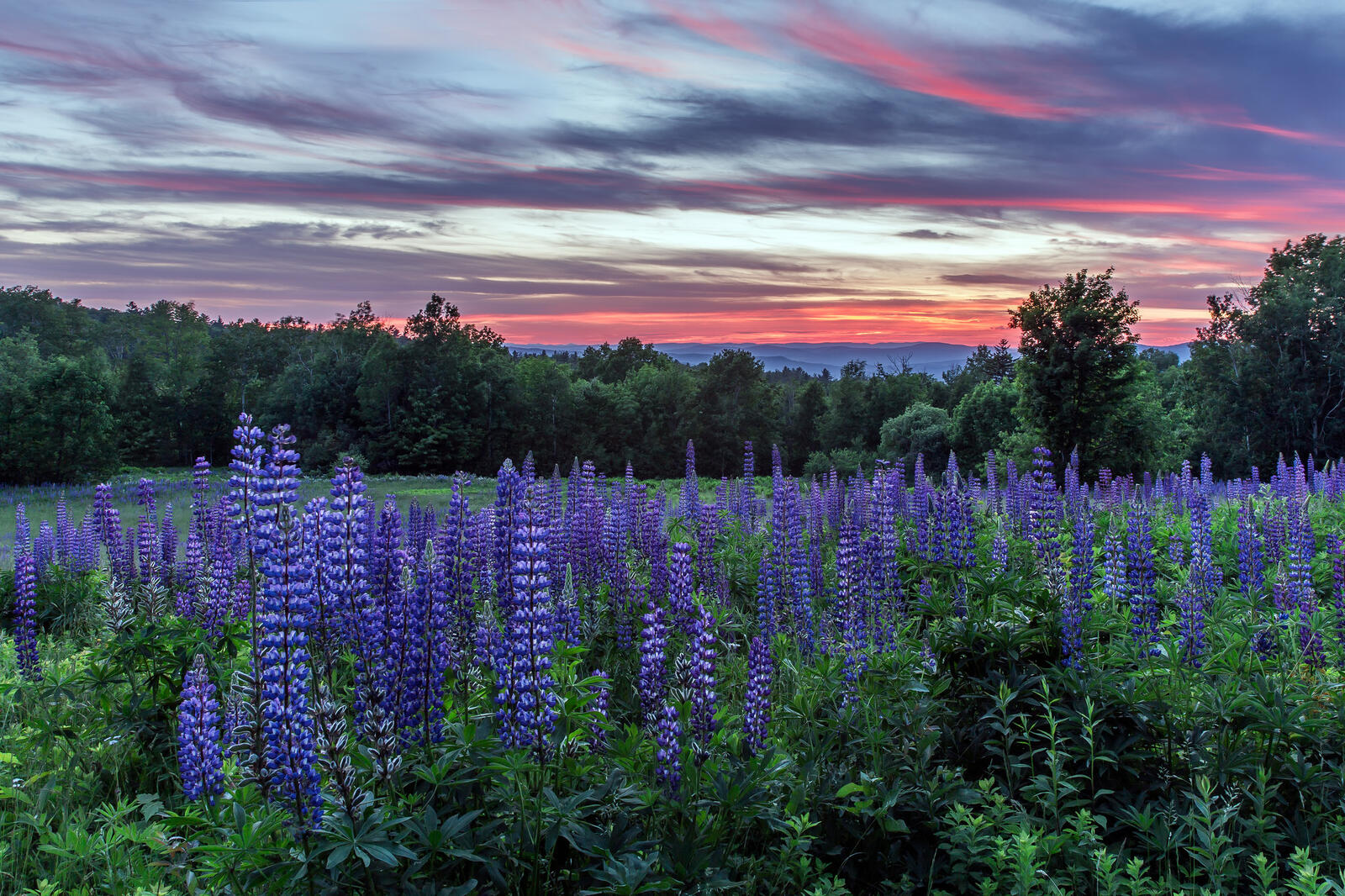 Wallpapers lupine sky sunset on the desktop